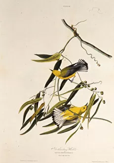 Audubon Gallery: The prothonotary warbler. From The Birds of America, 1827-1838. Creator: Audubon