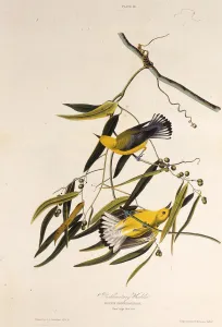 The prothonotary warbler. From The Birds of America, 1827-1838. Creator: Audubon