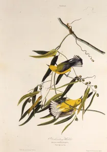 Audubon Prints: The prothonotary warbler. From The Birds of America, 1827-1838. Creator: Audubon