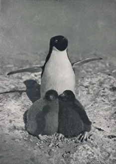 Penguin Prints: A Proud Mother, c1911, (1913). Artist: Herbert Ponting