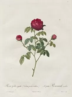 Henry Joseph Redouté Gallery: Provence or French Rose, 1817-1824. Creator: Henry Joseph Redoute (French, 1766-1853)