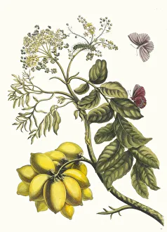 Prunier d Amerique. From the Book Metamorphosis insectorum Surinamensium, 1705