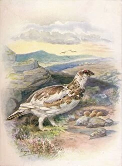 Birds And Their Nests Collection: Ptarmigan - Lago pus mu tus, c1910, (1910). Artist: George James Rankin