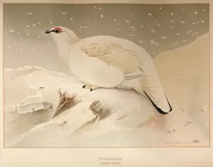 Ptarmigan (Lagopus mutus), 1900, (1900). Artist: Charles Whymper