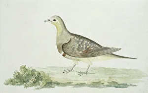 Pterocles namaqua (Namaqua sandgrouse), c.1778. Creator: Robert Jacob Gordon