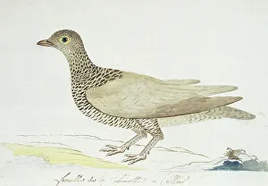 Questioning Prints: Pteroclurus bicinctus (Double-banded sandgrouse), c.1778. Creator: Robert Jacob Gordon