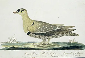 Animal Marking Prints: Pteroclurus bicinctus (Double-banded sandgrouse), c.1778. Creator: Robert Jacob Gordon