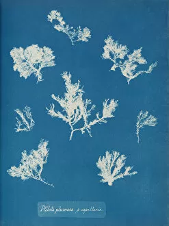 Atkins Anna Collection: Ptilota plumosa. B capillaris, ca. 1853. Creator: Anna Atkins