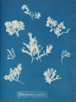 Earliest Prints: Ptilota plumosa. B capillaris, ca. 1853. Creator: Anna Atkins