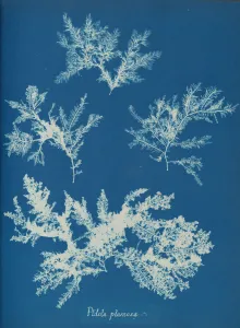 Anna Gallery: Ptilota plumosa, ca. 1853. Creator: Anna Atkins