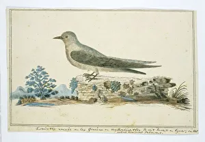 Habitat Prints: Ptynoprogne fuligula (Rock martin), 1777-1786. Creator: Robert Jacob Gordon