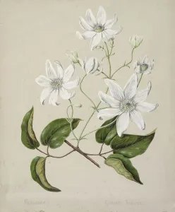 Cheerful Prints: Puawananga - Clematis indivisa, c.1885. Creator: Sarah Featon