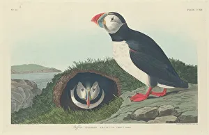 Animal Home Prints: Puffin, 1834. Creator: Robert Havell