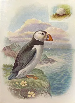 Arthur Landsborough Prints: Puffin - Frater cula arc tica, c1910, (1910). Artist: George James Rankin