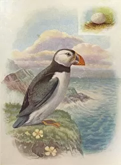 W R Chambers Collection: Puffin - Frater cula arc tica, c1910, (1910). Artist: George James Rankin