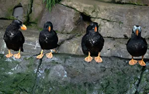 Seabird Prints: Puffins, Monterey Bay Aquarium, Monterey, California, USA, 2022. Creator: Ethel Davies