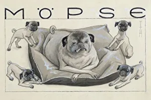 Lap Dog Prints: Pugs. Creator: Heine, Thomas Theodor (1867-1948)