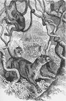 Charles Darwin Collection: The Puma, c1885, (1890). Artist: Robert Taylor Pritchett
