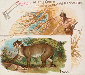 Tomahawk Prints: Puma, from Quadrupeds series (N41) for Allen & Ginter Cigarettes, 1890