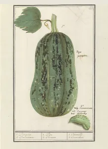Deck Paint Prints: Pumpkin (Cucurbita pepo), 1596-1610. Creators: Anselmus de Boodt, Elias Verhulst