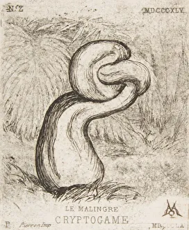 Meryon Prints: The puny Cryptogamia, 1860. Creator: Charles Meryon