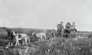 Nome Alaska United States Prints: Pup-mobile, between c1900 and 1916. Creator: Unknown