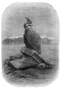Pannemaker Prints: Purification (the Griffon Vulture): from The Bird