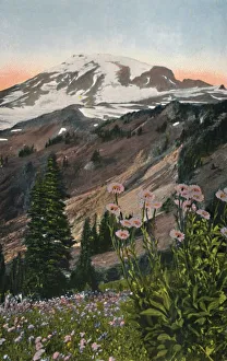 Mount Rainier Prints: Purple Asters, in Mount Rainier National Park, c1916. Artist: Asahel Curtis