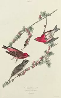 Purple Finch, 1827. Creator: William Home Lizars