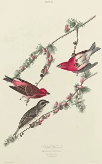 Lizars William Home Prints: Purple Finch, 1827. Creator: William Home Lizars