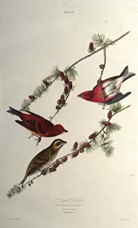 Audubon Gallery: The purple finch. From The Birds of America, 1827-1838. Creator: Audubon
