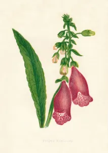 Foxglove Prints: Purple Foxglove, c1891, (1891). Artist: Anne Pratt