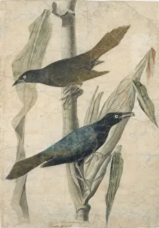 Purple Grackle, early-mid 19th century. Creator: John James Audubon Purple Grackle, early-mid 19th century. Creator: John James Audubon