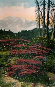 Mount Rainier Prints: Purple Heather growing Mount Rainier National Park, c1916. Artist: Asahel Curtis