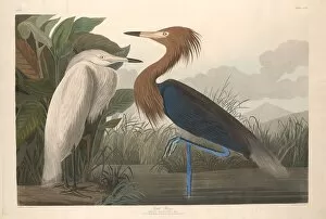 Ardeidae Gallery: Purple Heron, 1835. Creator: Robert Havell