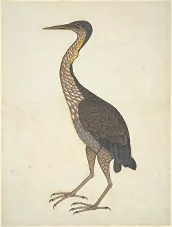 Ardeidae Gallery: Purple Heron (Ardea purpurea), Company School, c. 1780 / 1820. Creator: Unknown