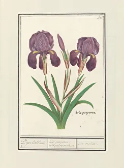 Deck Paint Prints: Purple iris (Iris germanica), 1596-1610. Creators: Anselmus de Boodt, Elias Verhulst