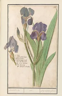 Deck Paint Prints: Purple iris (Iris germanica), 1596-1610. Creators: Anselmus de Boodt, Elias Verhulst