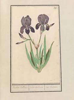 Deck Paint Prints: Purple iris (Iris germanica), 1596-1610. Creators: Anselmus de Boodt, Elias Verhulst