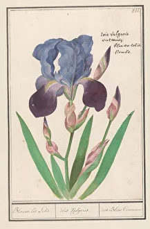 Deck Paint Prints: Purple iris (Iris germanica), 1596-1610. Creators: Anselmus de Boodt, Elias Verhulst