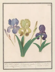 Deck Paint Prints: Purple iris (Iris germanica), 1596-1610. Creators: Anselmus de Boodt, Elias Verhulst