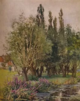 Alfred William Collection: Purple Loosestrife, c1891. Artist: Alfred William Parsons