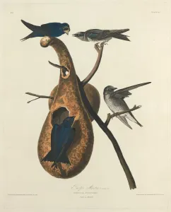 Animal Home Prints: Purple Martin, 1827. Creator: Robert Havell
