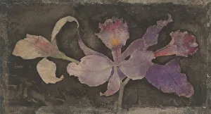 Orchid Prints: Purple orchid, 1876-1951. Creator: Theodorus Willem Nieuwenhuis