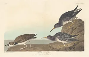 Sandpiper Prints: Purple Sandpiper, 1835. Creator: Robert Havell