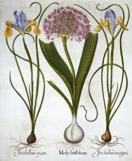 Bulbs Gallery: Purple Sensation, and Spanish Irises, from Hortus Eystettensis, by Basil Besler (1561-1629)
