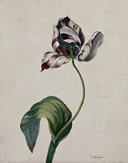 Tulipa Prints: Purple striped tulip (Tulipa species): flower and leaves. Creator: Unknown