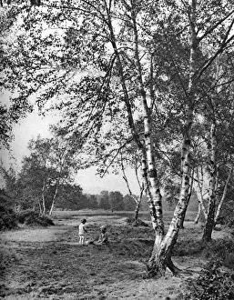 Putney Collection: Putney Heath, London, 1926-1927. Artist: McLeish