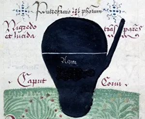 Distillation Prints: Putrefactio philosophorum (The putrefaction of the philosophers)