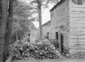 Tobacco Leaf Prints: Putting in tobacco after the morning work